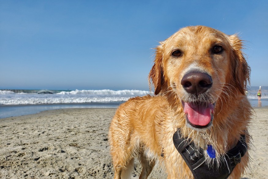 Dog beach ban in the Bay and Rhos goes back to consultation