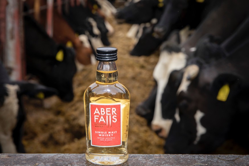Whisky maker keeps the cows happy on the road to net zero