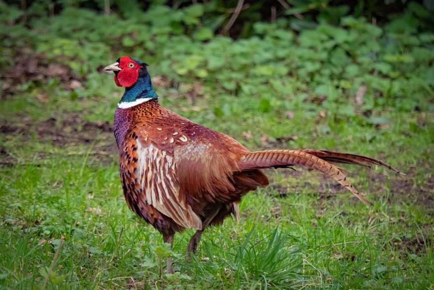 Avian Influenza: Bird gatherings ban relaxed in Wales