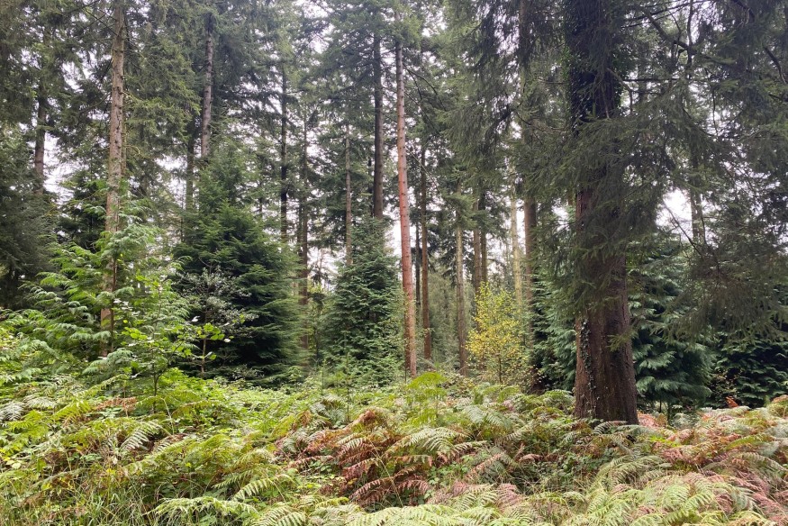 UK reliance on imported wood threatens net zero goals