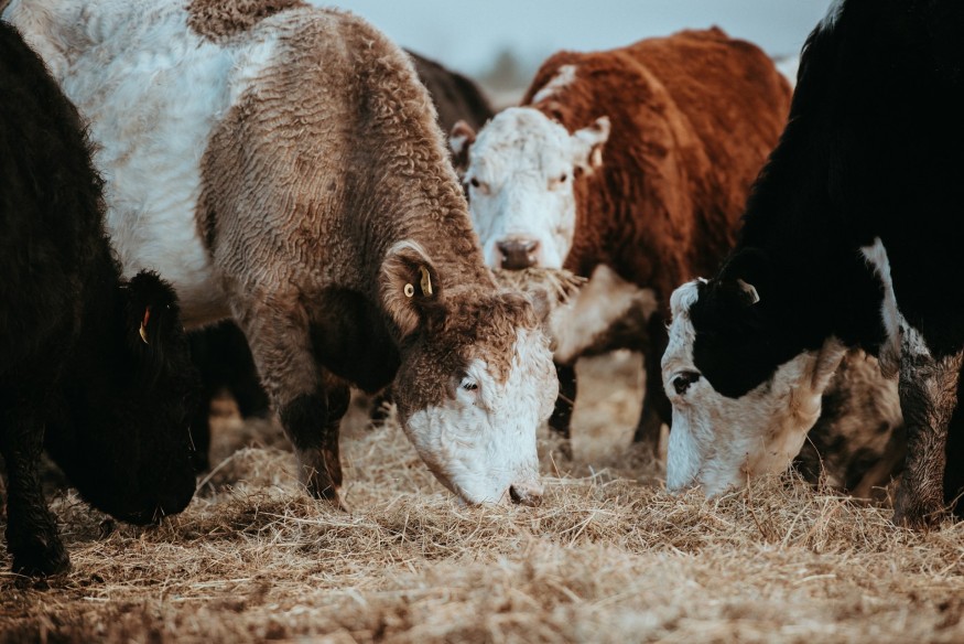 Countdown to new Bluetongue rules to ease market access